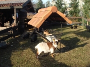 Kerststal0717_640x480
