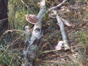 buurtver.2005 047