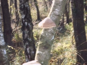 buurtver.2005 049