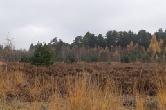 Boswandeling-5