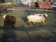 Kerst08-010