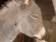 Kerst08-021
