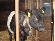 Kerst08-022