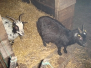 Kerst08-024