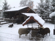 Kerststal 2008 010
