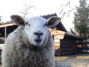 Kerststal 2008 073