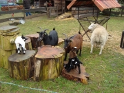 Kerststal (42)_800x600