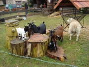 Kerststal (48)_800x600