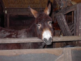 Kerststal 2003