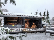 1-Snow (1)