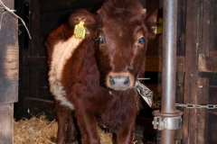 Kerststal2017 (6)