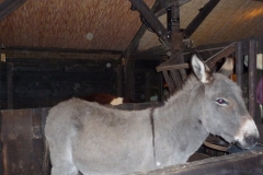 OpeningKerststal17 (18)