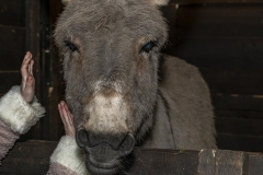 Kerststal-opening-23