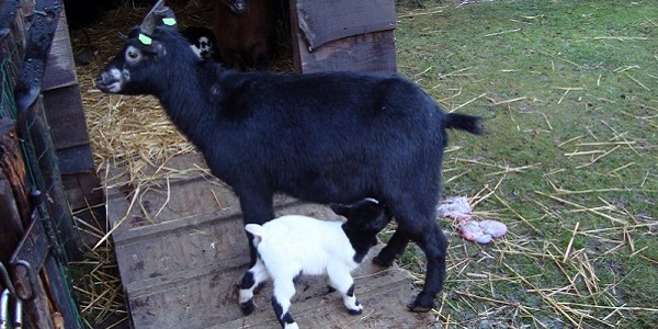 Drie jonge geitjes geboren!